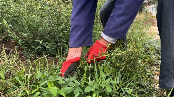 Sve više ljudi alergičnih na ovu biljku, a ona buja kao nikada pre usled klimatskih promena
