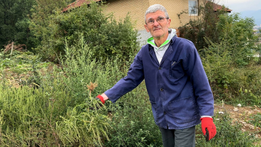 Sve više ljudi alergičnih na ovu biljku, a ona buja kao nikada pre usled klimatskih promena