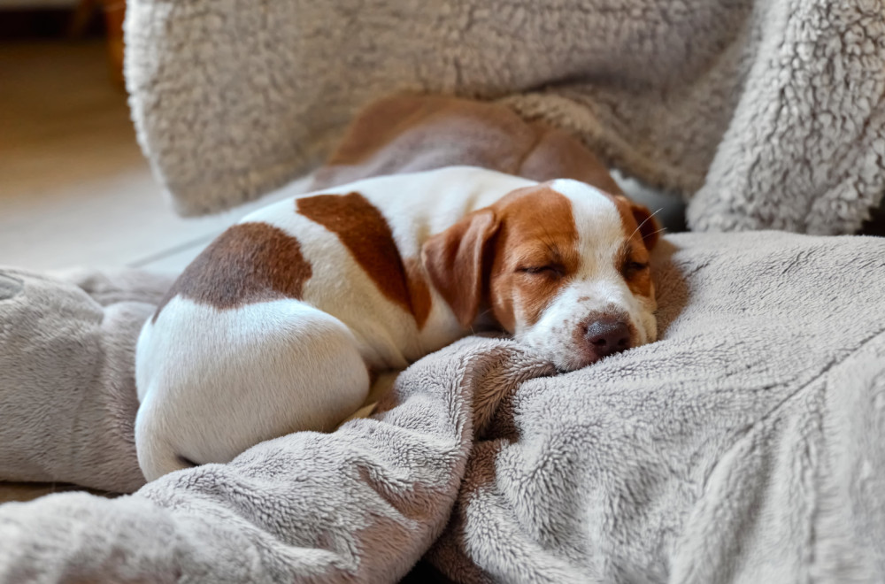 Ove navike pasa nisu samo slatki prizori: Ovo su poruke koje vam šalju