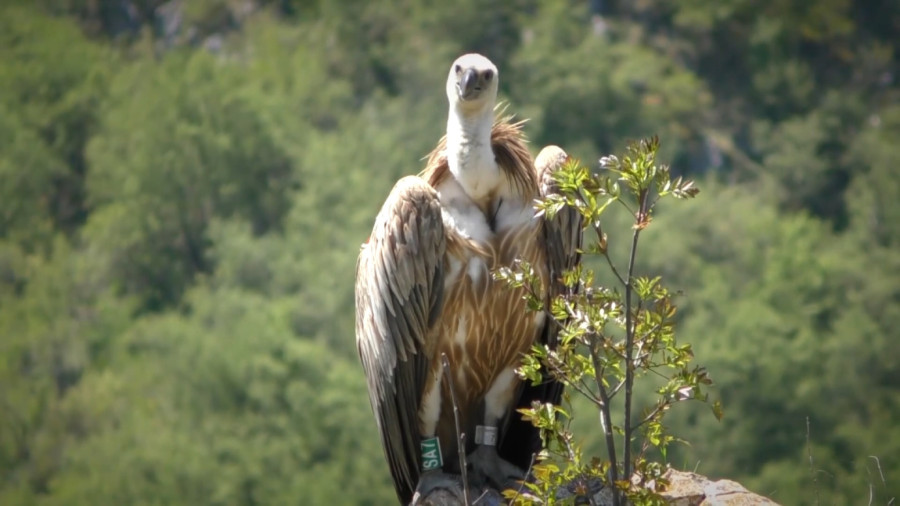 Od mekika do beloglavog supa: Zašto turisti hrle na Pešter i Uvac FOTO/VIDEO