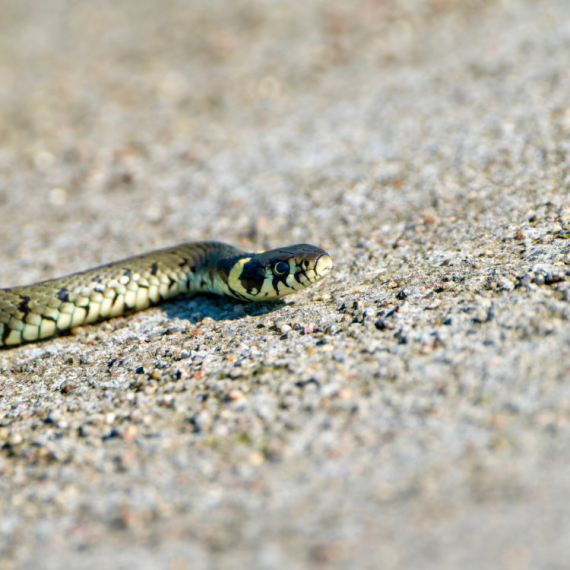 Viđena zmija na ulicama grada: Građani u panici FOTO