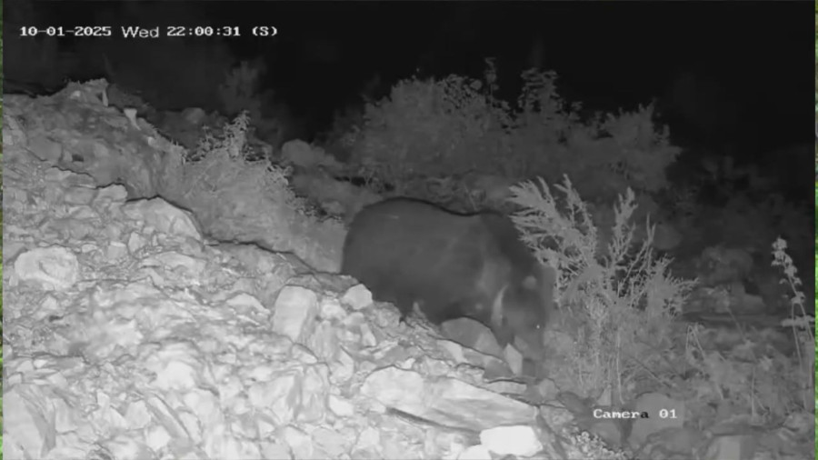 Nepoznat medved došao da se počasti pred zimski san: Kamere na Jadovniku sve zabeležile FOTO