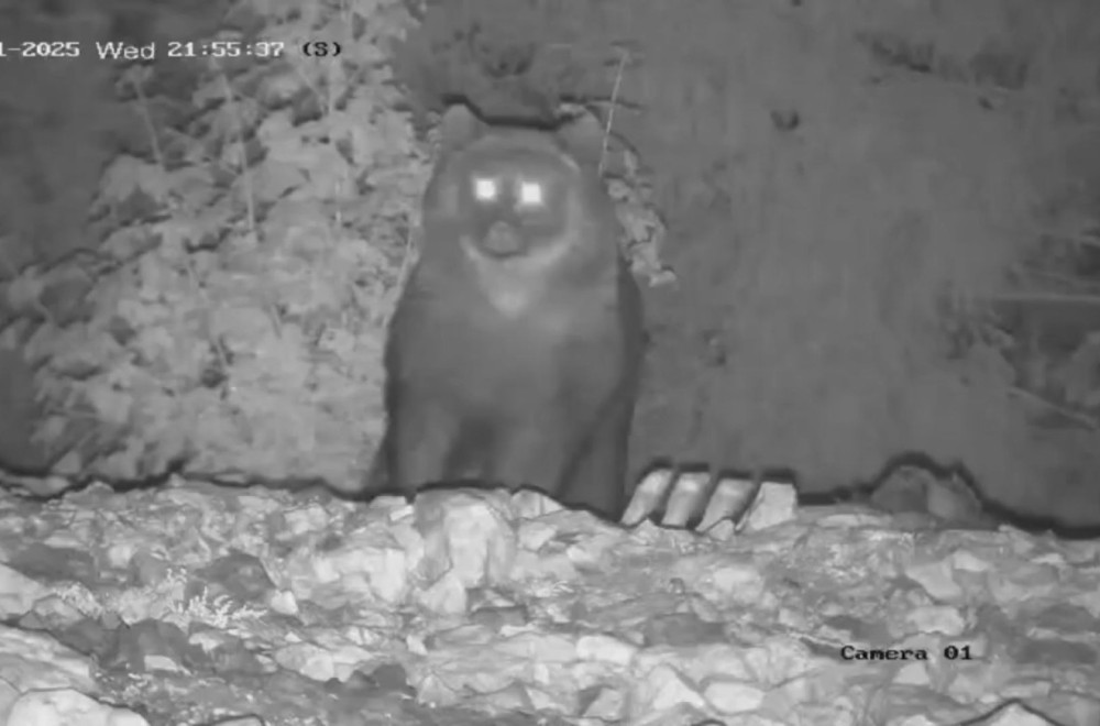 Nepoznat medved došao da se počasti pred zimski san: Kamere na Jadovniku sve zabeležile FOTO