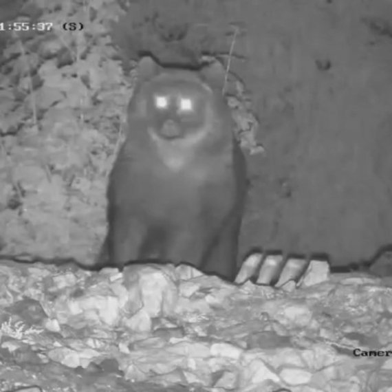 Nepoznat medved došao da se počasti pred zimski san: Kamere na Jadovniku sve zabeležile FOTO