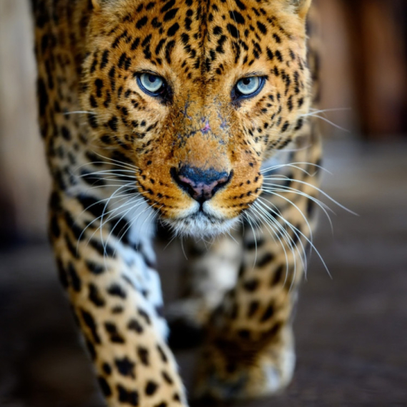 Leopard izazvao paniku u hotelu VIDEO