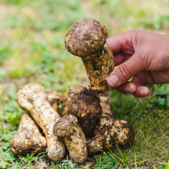 Osam pečuraka prodato za skoro 5.000 evra