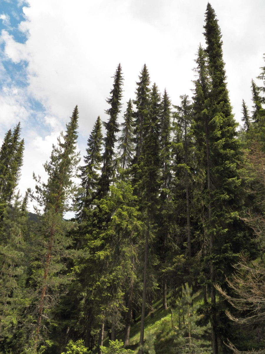 Čuvena Pančićeva omorika u opasnosti od nestajanja: Pokrenuta akcija obnove FOTO/VIDEO