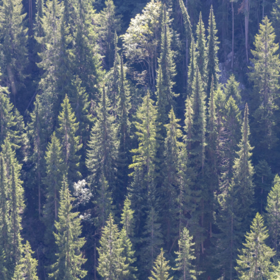 Čuvena Pančićeva omorika u opasnosti od nestajanja: Pokrenuta akcija obnove FOTO/VIDEO