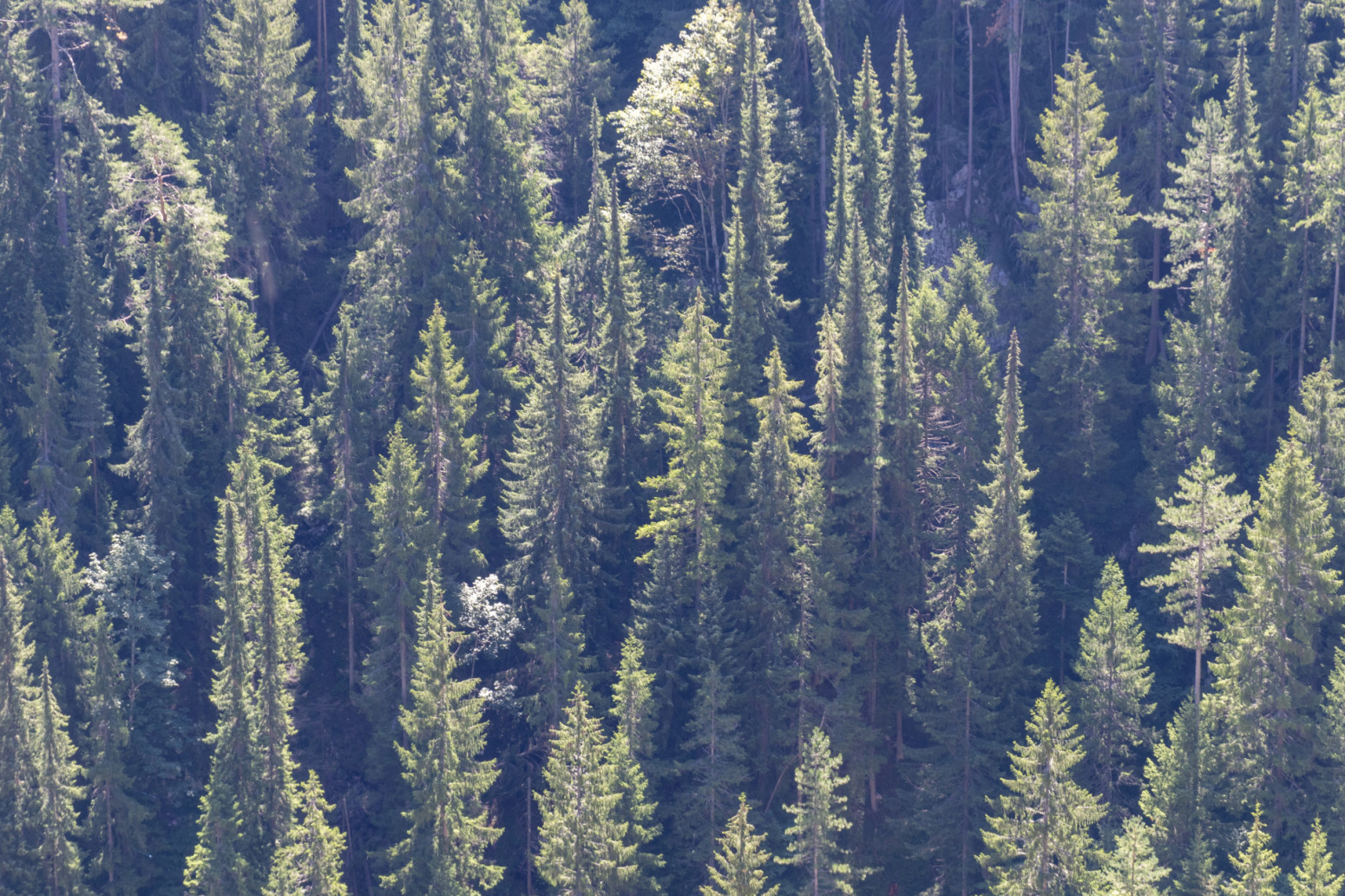 Veliki jubilej pronlaska Pančićeve omorike
