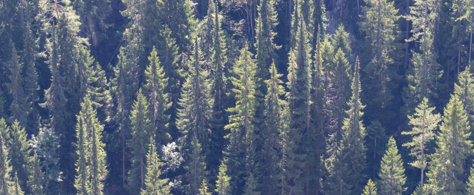 Čuvena Pančićeva omorika u opasnosti od nestajanja: Pokrenuta akcija obnove FOTO/VIDEO