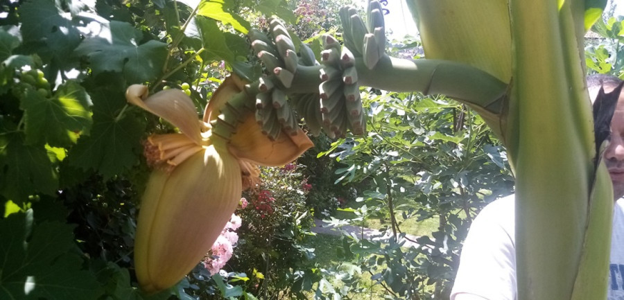 Kivi iz Srbije? Zbog promene klime sada uspevaju i tropske biljke FOTO