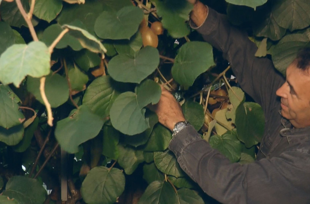 Kivi iz Srbije? Zbog promene klime sada uspevaju i tropske biljke FOTO