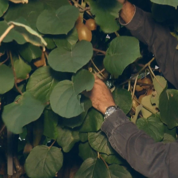 Kivi iz Srbije? Zbog promene klime sada uspevaju i tropske biljke FOTO