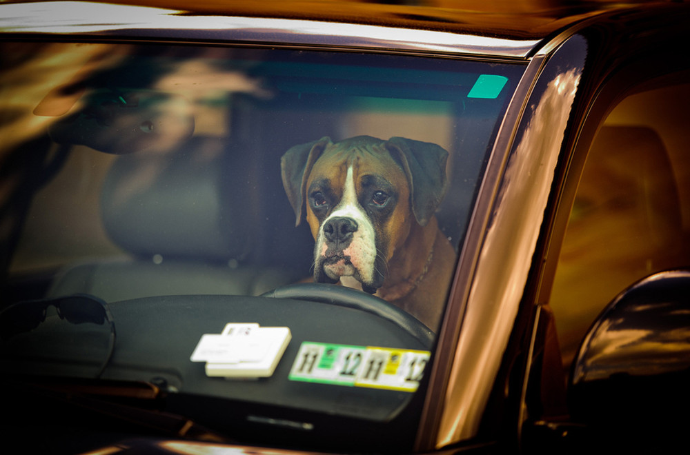 Psi otkrivaju tajnu: Zašto im je u strujašima prijatnije nego u dizelašima i benzincima