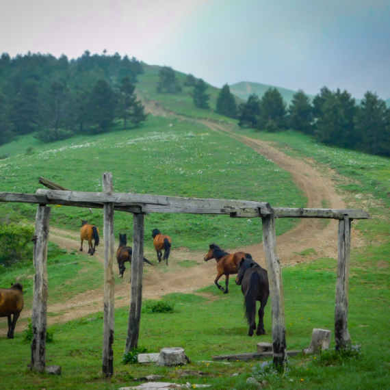 Ova srpska planina je neotkriveni raj: Divlji konji i netaknuta priroda ostavljaju bez daha FOTO