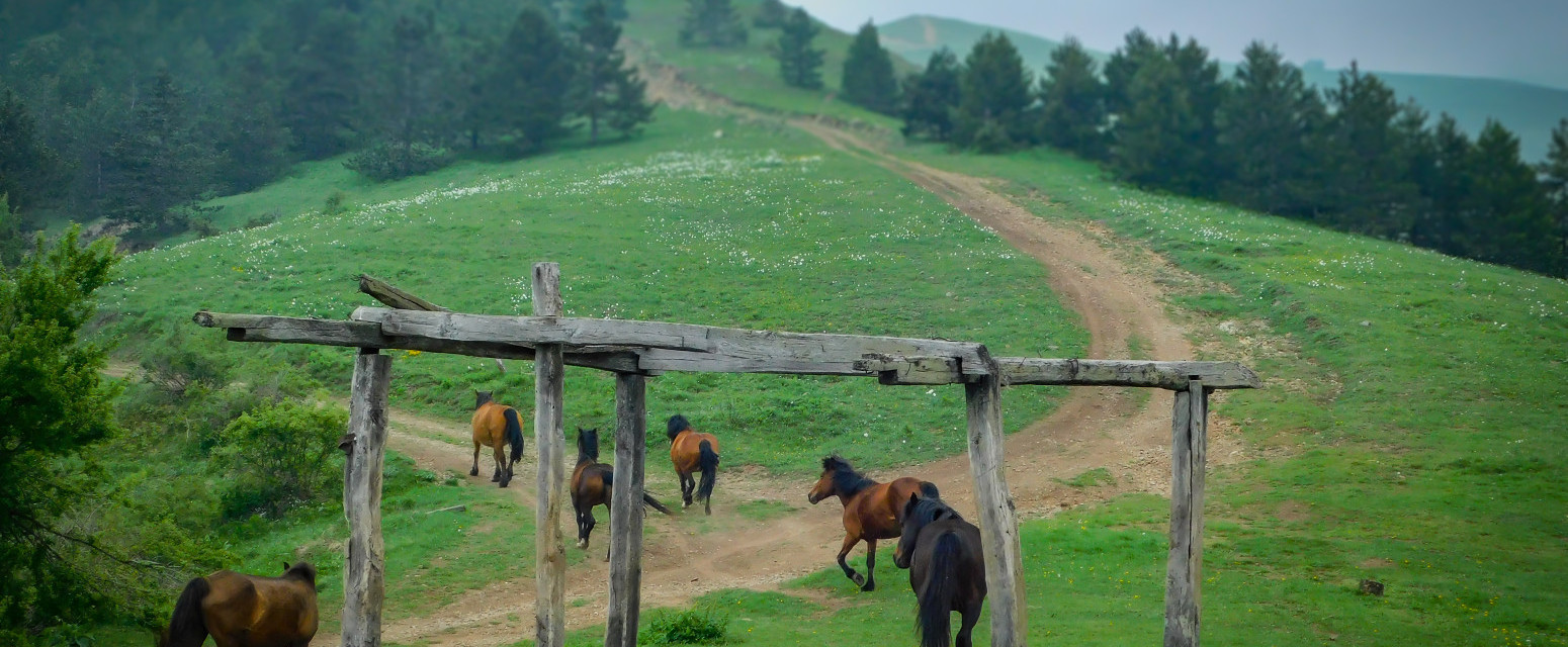 Ova srpska planina je neotkriveni raj: Divlji konji i netaknuta priroda ostavljaju bez daha FOTO