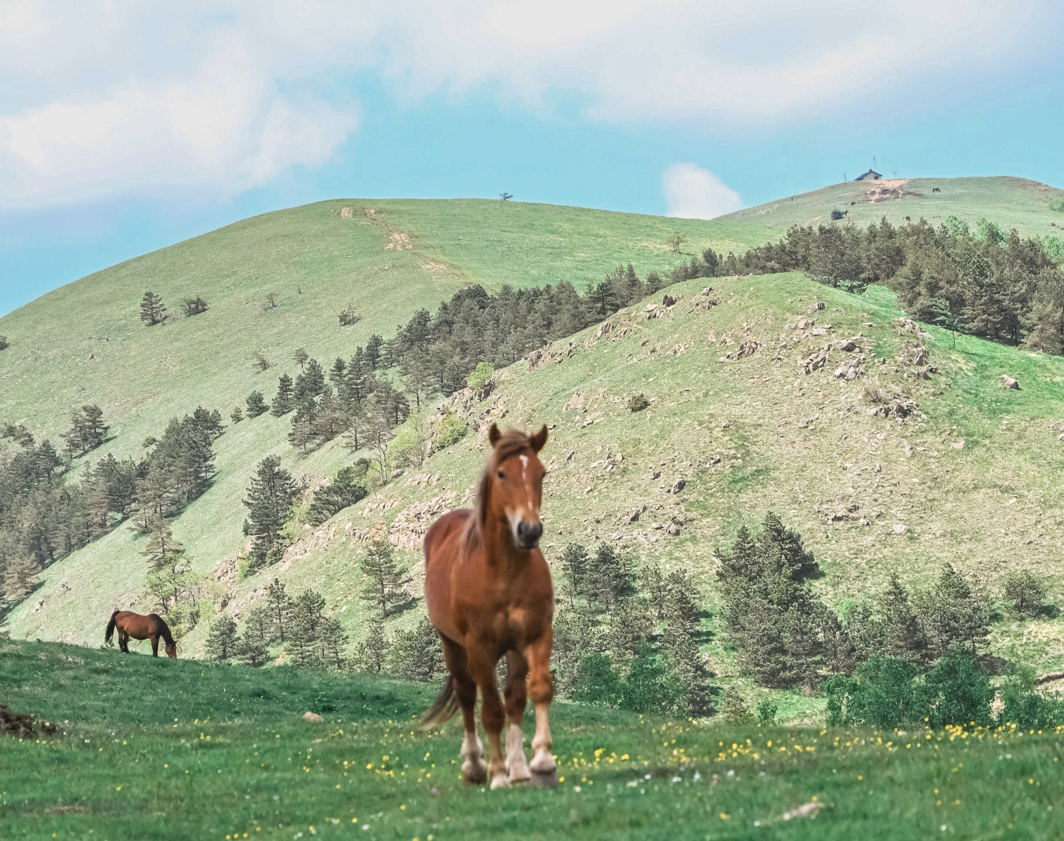 Ova srpska planina je neotkriveni raj: Divlji konji i netaknuta priroda ostavljaju bez daha FOTO