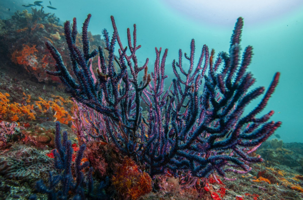 Tačka preokreta je pređena; Stotine miliona ljudi je ugroženo; Svet puca 2030. godine?