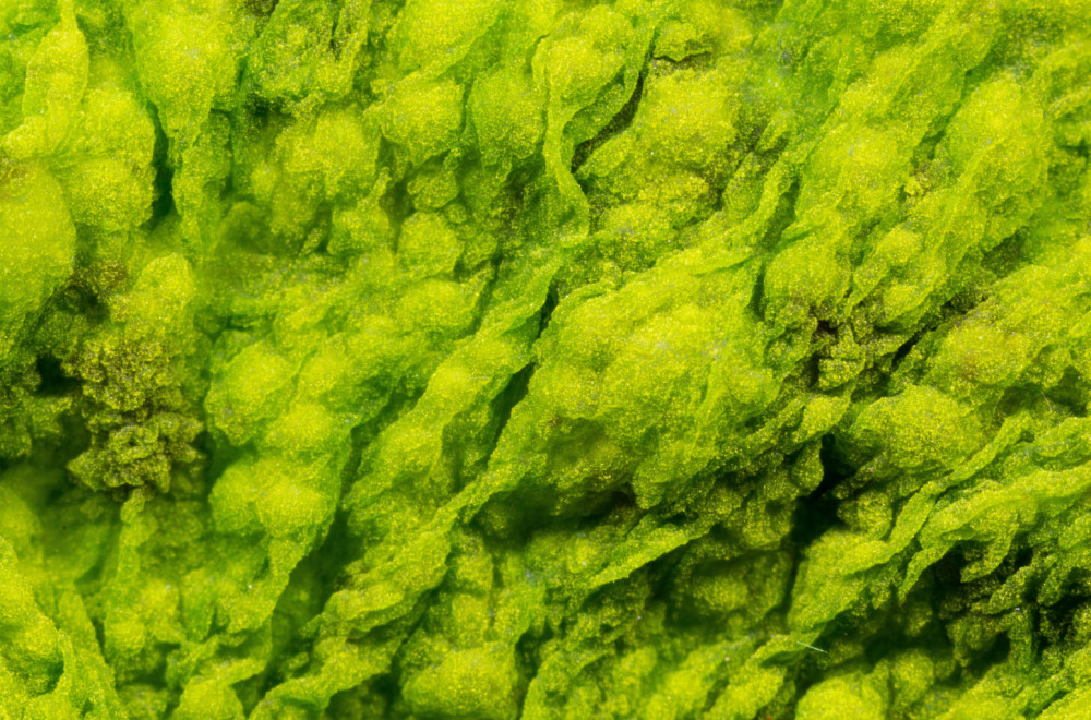 Zabrinjavajuće otkriće: Visok nivo hemikalija koje oštećuju mozak