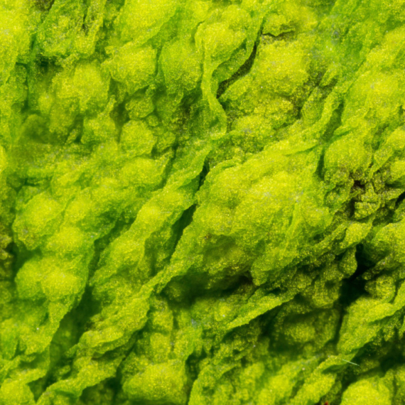 Zabrinjavajuće otkriće: Visok nivo hemikalija koje oštećuju mozak