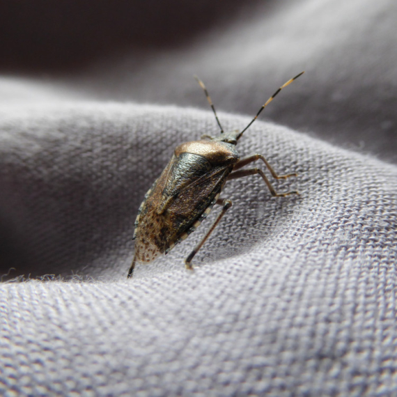 Smrdibube ponovo napadaju, evo kako zauvek da ih se otarasite