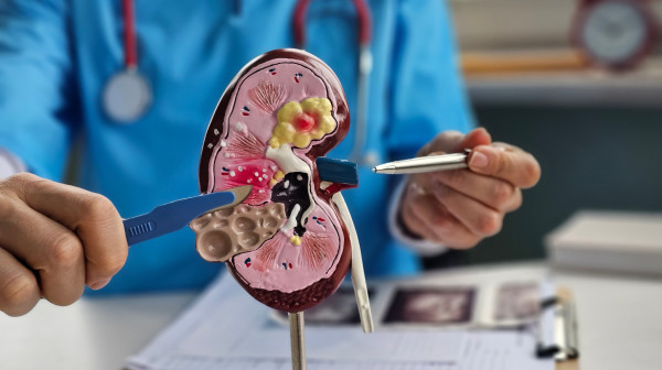 Naučnici stvorili "univerzalni bubreg": Moći će da ga prihvati svaki paijent