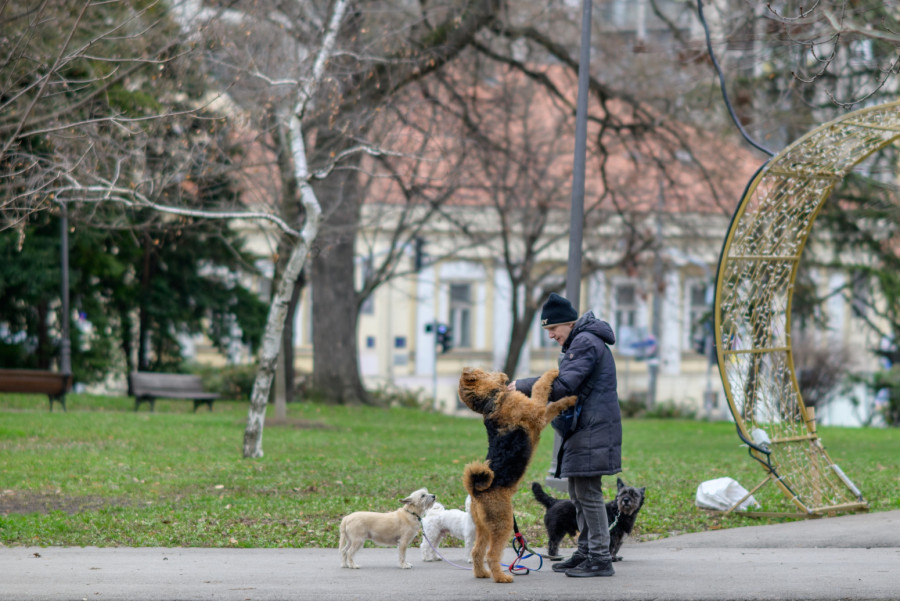 Beograd u očima pasa: Najlepša mesta za šetnju sa kućnim ljubimcima
