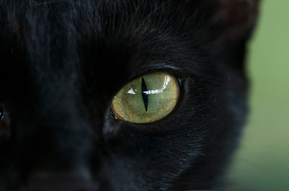 Španija donela neuobičajenu zabranu uoči Noći veštica: Stop crnim mačkama