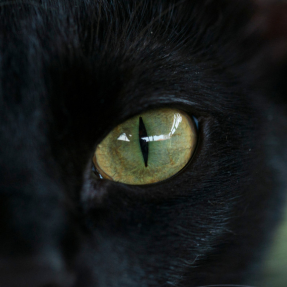 Španija donela neuobičajenu zabranu uoči Noći veštica: Stop crnim mačkama