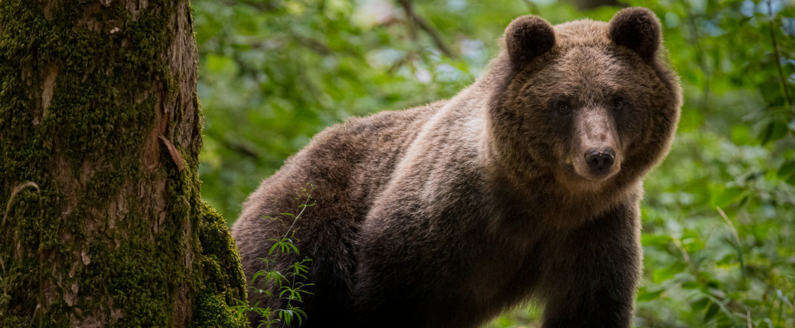 Srpska planina privlači sve veći broj stranaca: Za 6.000 dinara možete da posmatrate medvede