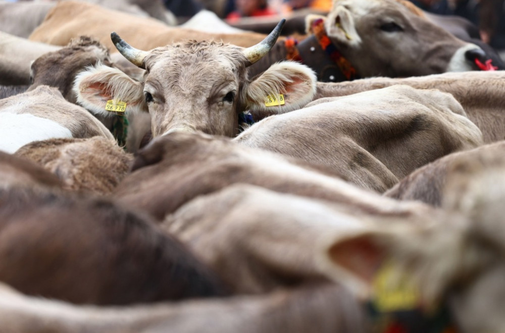 Francuska zabranila izvoz goveda