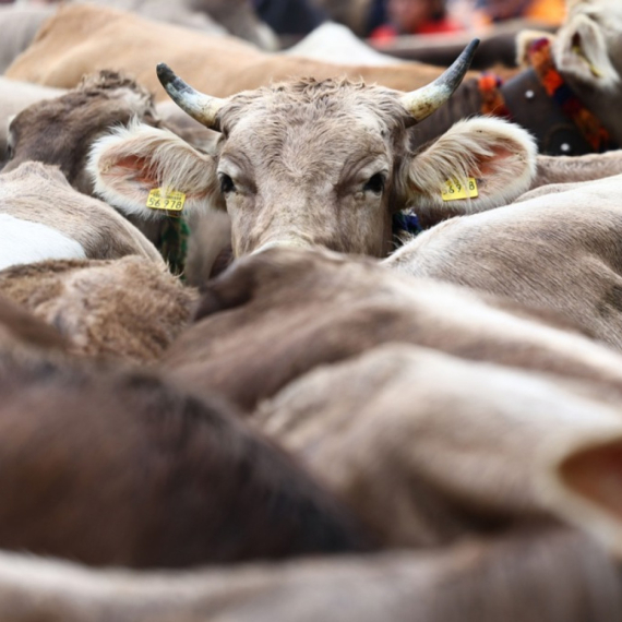 Francuska zabranila izvoz goveda