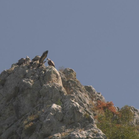 Vratio se Munja: Nakon letovanja na Alpima, beloglavi sup stigao u kanjon Uvca