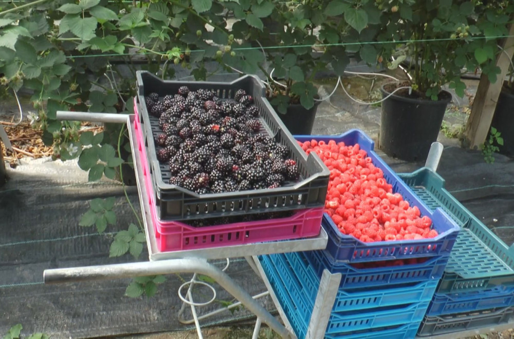 Oktobar, a berači malina i kupina imaju pune ruke posla FOTO