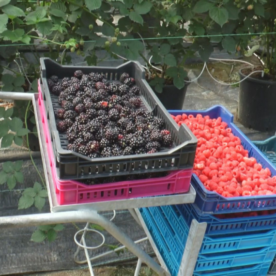 Oktobar, a berači malina i kupina imaju pune ruke posla FOTO