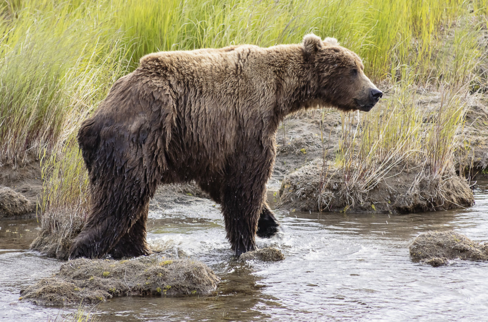 Medvedi se pojavili na ulicama grada, lovci upozoravaju: Ne trčite, meda je brži