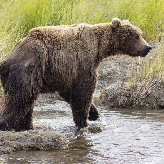 Medvedi se pojavili na ulicama grada, lovci upozoravaju: Ne trčite, meda je brži