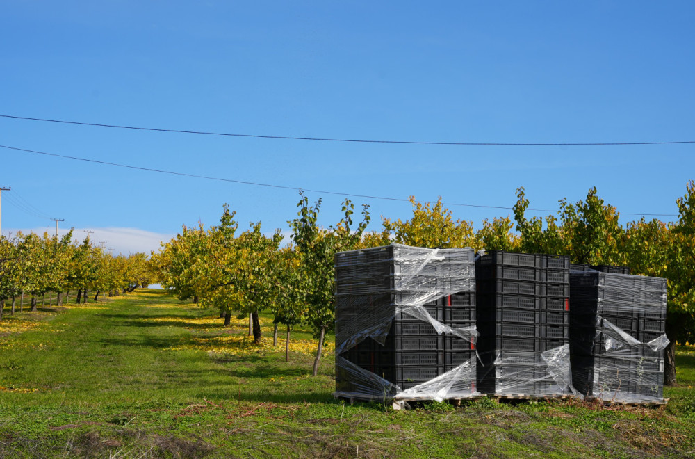 Cveta voće kad mu vreme nije: Klimatske promene sve izraženije; Od 20 tona – samo 20 kilograma kajsije FOTO