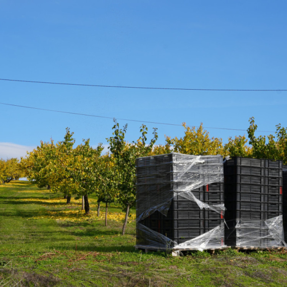 Cveta voće kad mu vreme nije: Klimatske promene sve izraženije; Od 20 tona – samo 20 kilograma kajsije FOTO