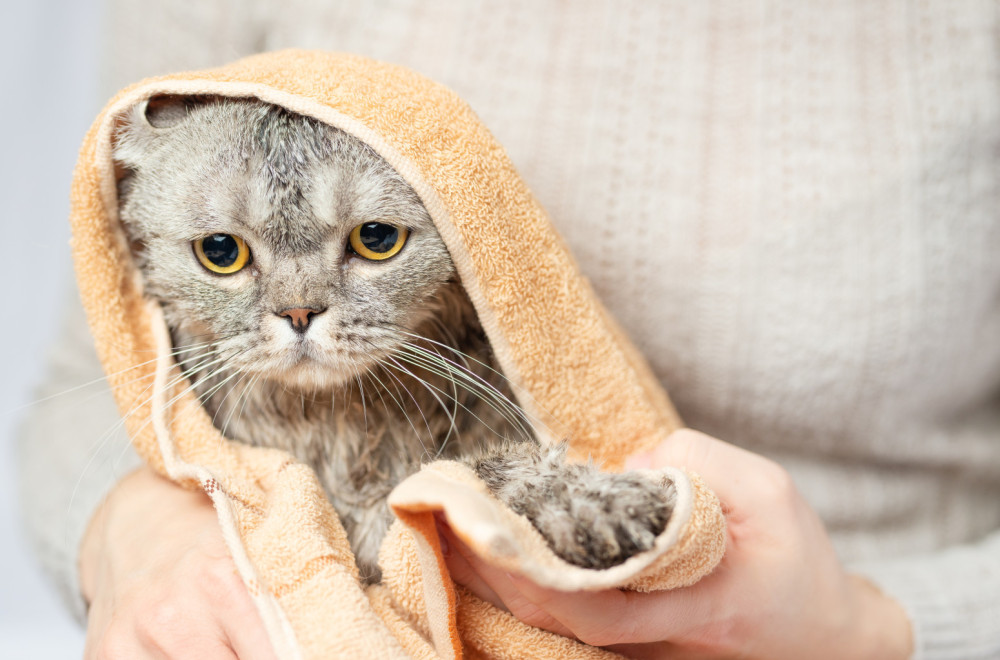 Vaša mačka ne voli vodu? Evo kako možete da je očistite bez kupanja