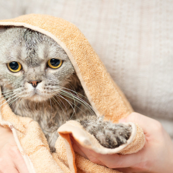 Vaša mačka ne voli vodu? Evo kako možete da je očistite bez kupanja