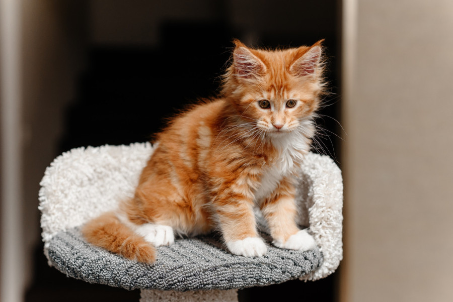 Kako se mačke uvek dočekaju na noge? Naučnici rešili problem star 130 godina