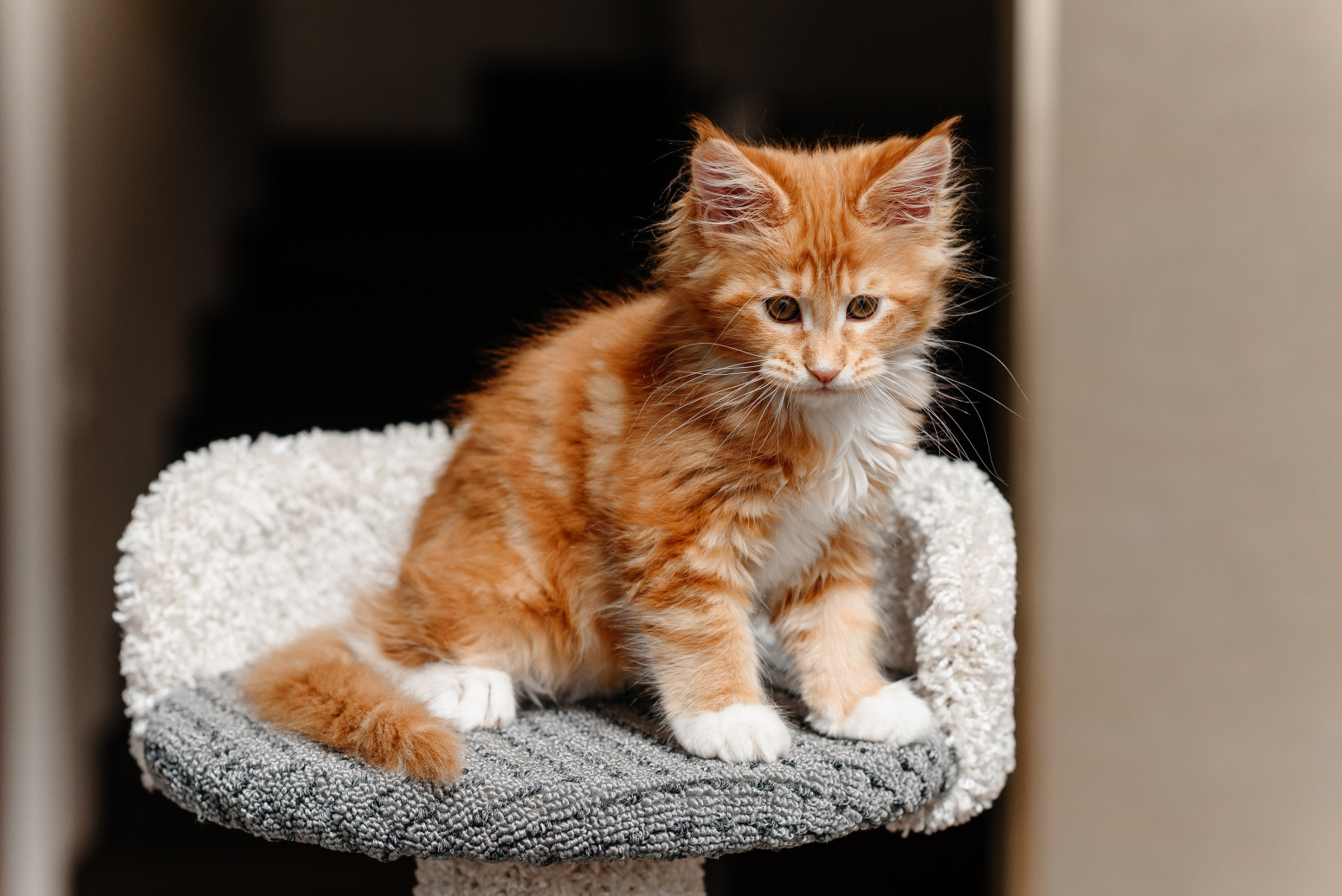 Vaša mačka ne voli vodu? Evo kako možete da je očistite bez kupanja