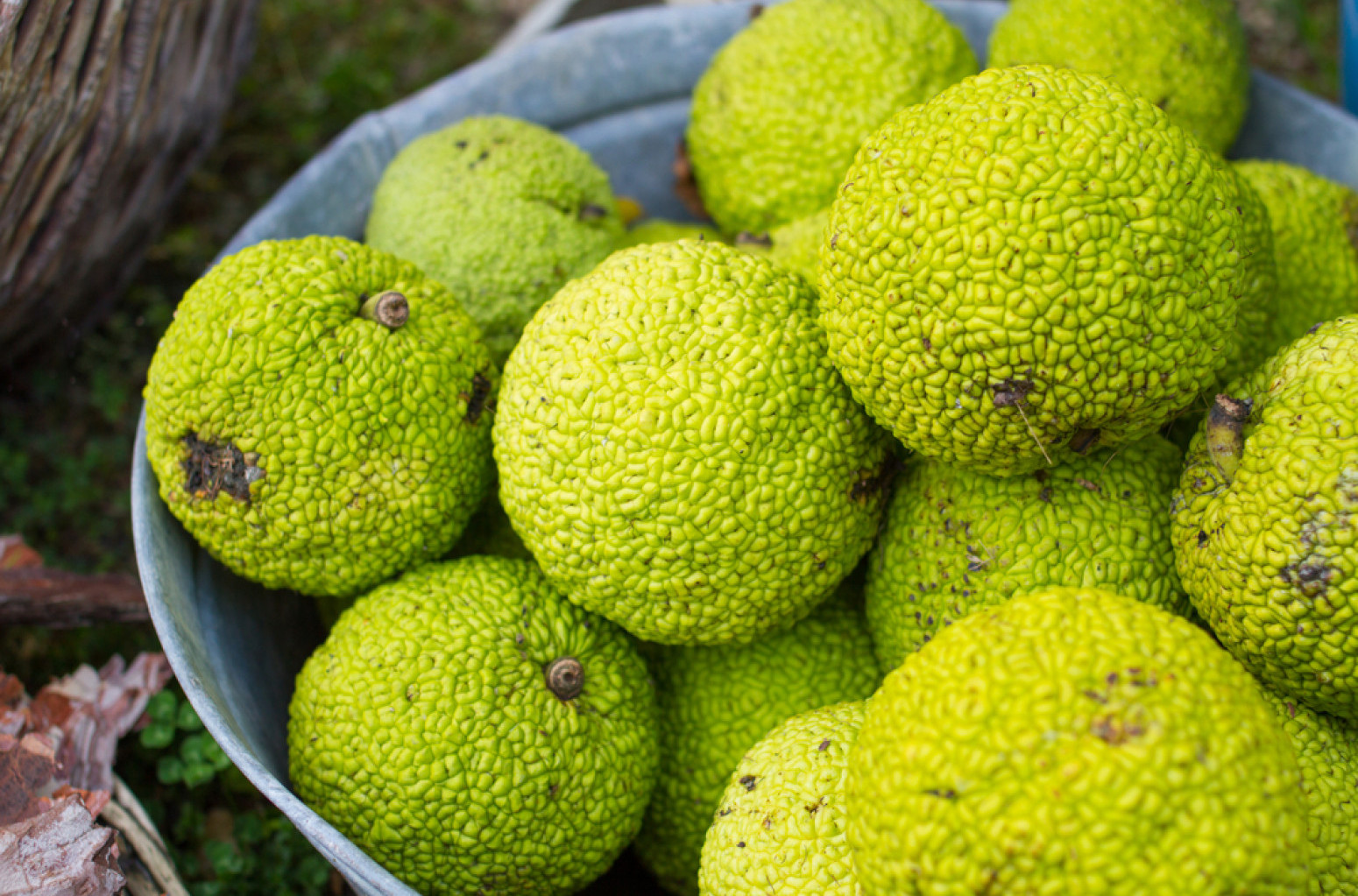 Gazite ih po praku, ali zelene "lopte" poseduju brojna lekovita svojstva