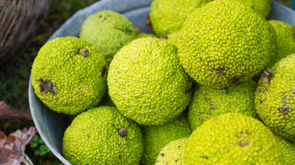 Gazite ih po praku, ali zelene "lopte" poseduju brojna lekovita svojstva