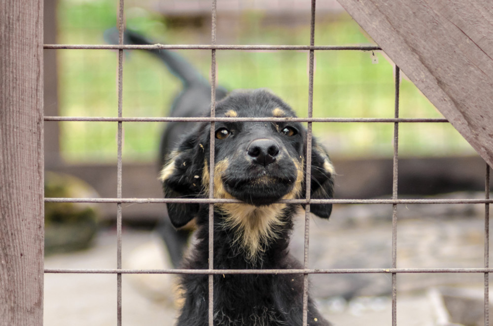 Novi zakon o kućnim ljubimcima: Kazne i do 1.600 evra