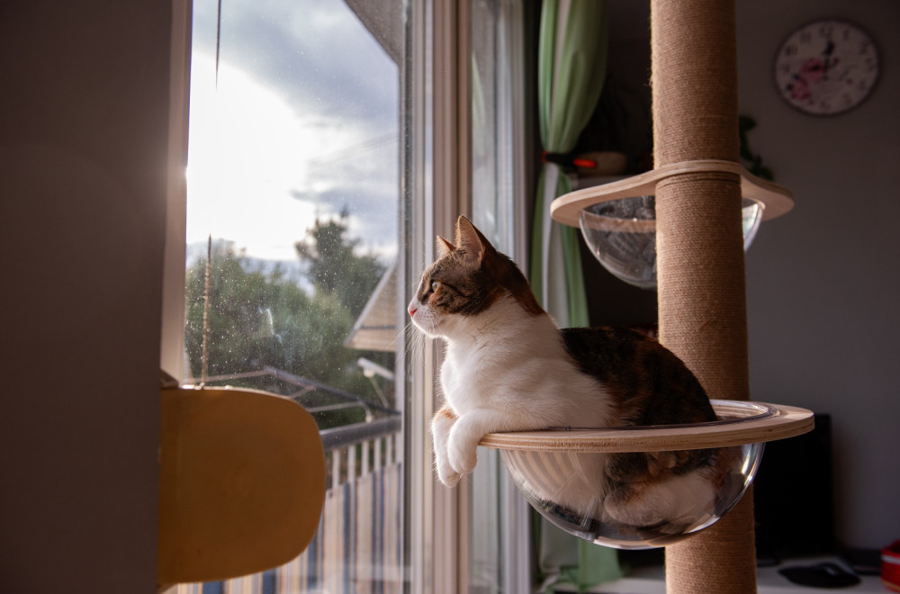 Mačka prestupnik: Vlasnica mora da plati kaznu od 1.250 evra – mačak je stalno išao kod komšije