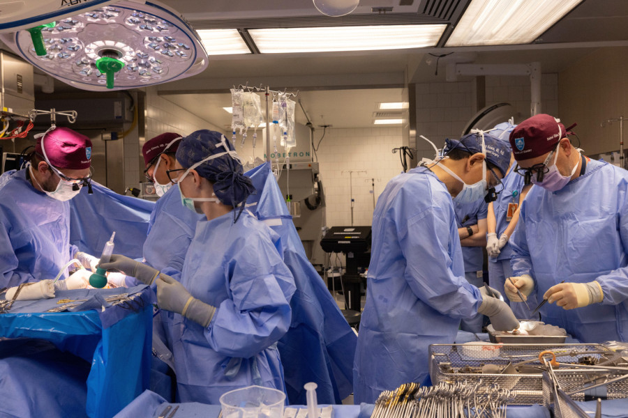 Podvig naučnika: Izvršili transplantaciju kombinovanjem organoida bubrega svinje i čoveka