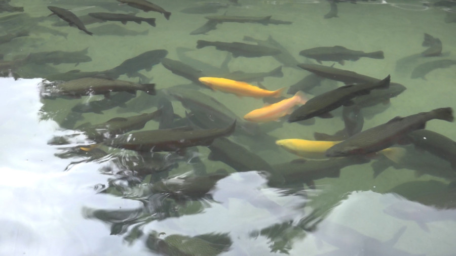 Nekadašnji gigant ponovo radi: Ovo je najveći ribnjak kalifornijske pastrmke u Evropi FOTO