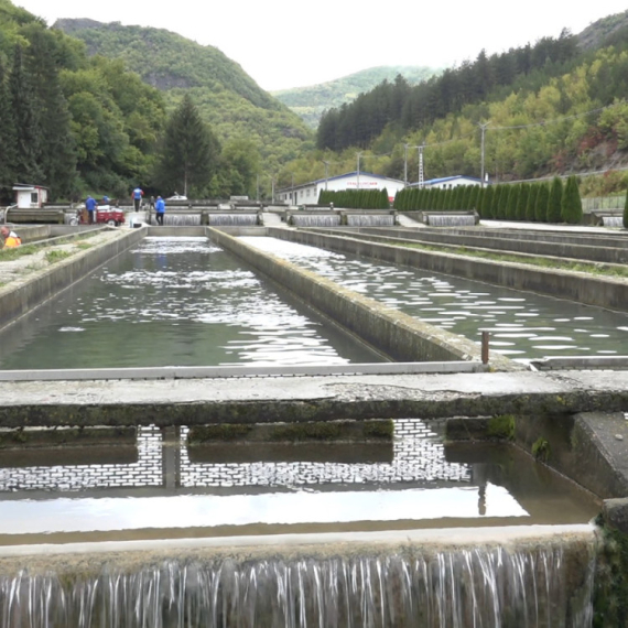 Nekadašnji gigant ponovo radi: Ovo je najveći ribnjak kalifornijske pastrmke u Evropi FOTO